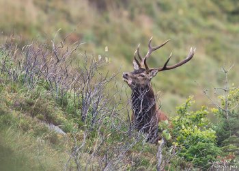 Troncais- Nature brame 2013 en Auvergne