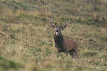 Troncais- Nature brame 2013 en Auvergne