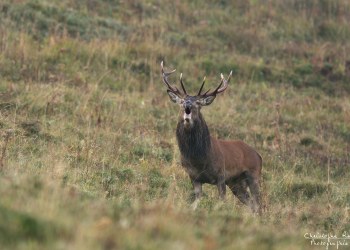 Troncais- Nature brame 2013 en Auvergne