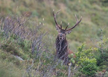 Troncais- Nature brame 2013 en Auvergne