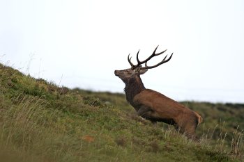 Troncais- Nature brame 2013 en Auvergne