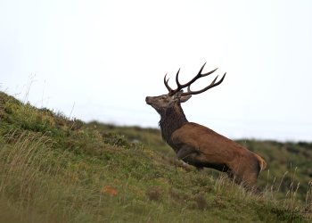 Troncais- Nature brame 2013 en Auvergne