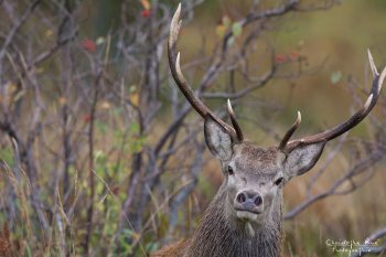 Troncais- Nature brame 2013 en Auvergne