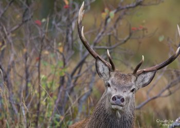 Troncais- Nature brame 2013 en Auvergne