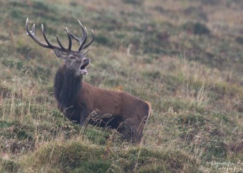 Troncais- Nature brame 2013 en Auvergne