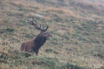 Troncais- Nature brame 2013 en Auvergne