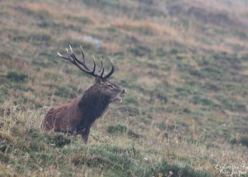 Troncais- Nature brame 2013 en Auvergne