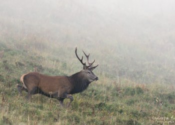 Troncais- Nature brame 2013 en Auvergne