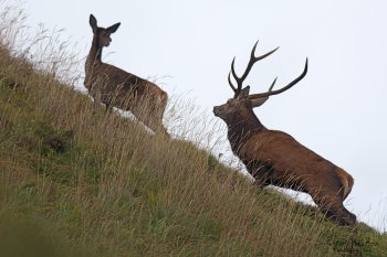 Troncais- Nature brame 2013 en Auvergne