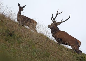 Troncais- Nature brame 2013 en Auvergne