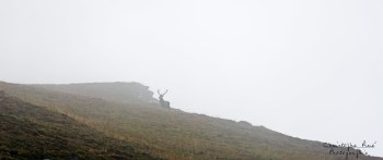 Troncais- Nature brame 2013 en Auvergne