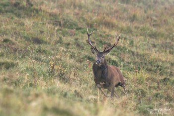 Troncais- Nature brame 2013 en Auvergne