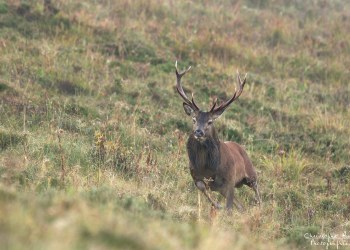 Troncais- Nature brame 2013 en Auvergne