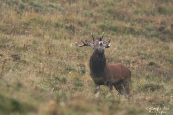 Troncais- Nature brame 2013 en Auvergne