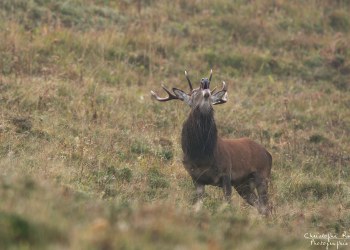 Troncais- Nature brame 2013 en Auvergne