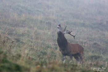 Troncais- Nature brame 2013 en Auvergne