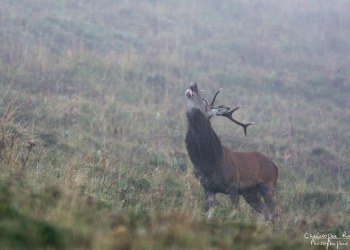 Troncais- Nature brame 2013 en Auvergne