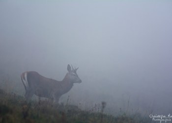 Troncais- Nature brame 2013 en Auvergne