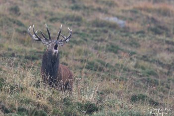 Troncais- Nature brame 2013 en Auvergne