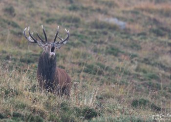 Troncais- Nature brame 2013 en Auvergne