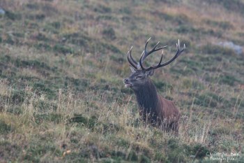 Troncais- Nature brame 2013 en Auvergne