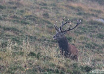 Troncais- Nature brame 2013 en Auvergne
