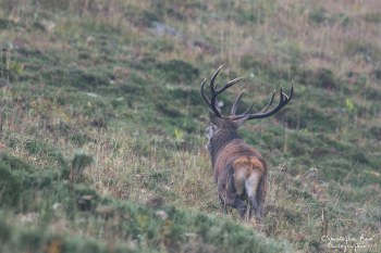 Troncais- Nature brame 2013 en Auvergne