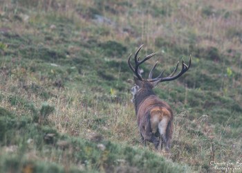 Troncais- Nature brame 2013 en Auvergne