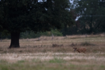 11SerieTN-ete-Chevreuil