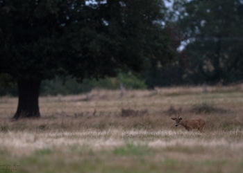 11SerieTN-ete-Chevreuil