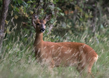 12SerieTN-printemps-Chevreuil
