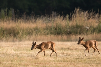 13SerieTN-ete-Chevreuil