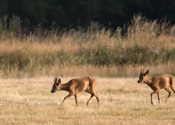 13SerieTN-ete-Chevreuil