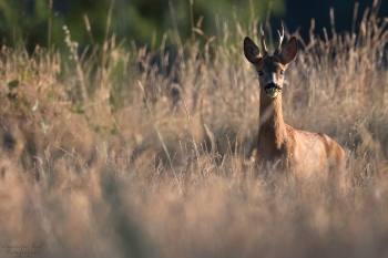 14SerieTN-ete-Chevreuil
