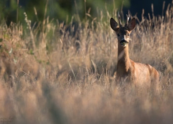 14SerieTN-ete-Chevreuil