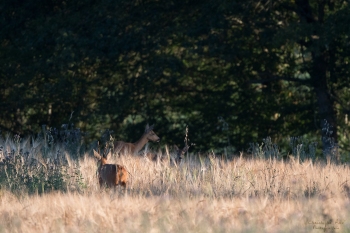 15SerieTN-ete-Chevreuil