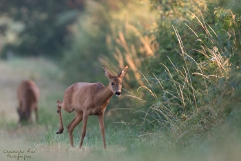17SerieTN-ete-Chevreuil