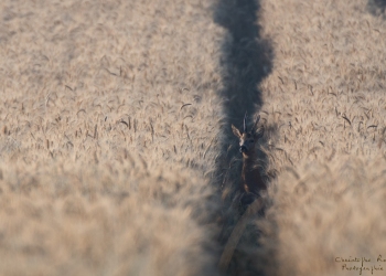 19SerieTN-ete-Chevreuil