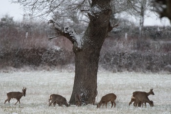 1SerieTN-Hiver-Chevreuil