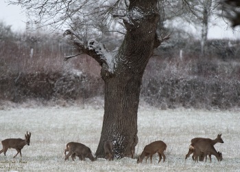 1SerieTN-Hiver-Chevreuil
