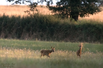 21SerieTN-ete-Chevreuil