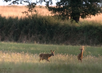 21SerieTN-ete-Chevreuil