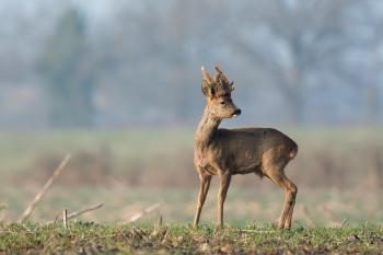 3SerieTN-Hiver-Chevreuil