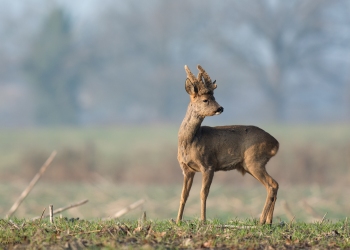 3SerieTN-Hiver-Chevreuil