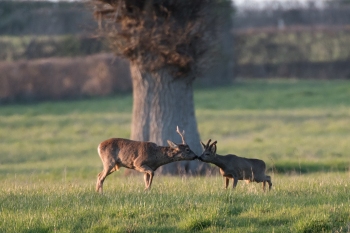 4SerieTN-Hiver-Chevreuil