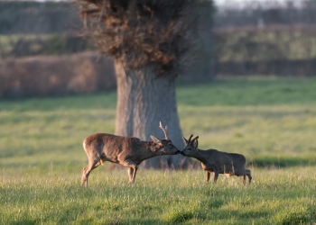 4SerieTN-Hiver-Chevreuil