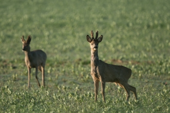 5SerieTN-Hiver-Chevreuil
