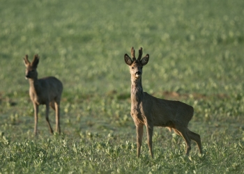 5SerieTN-Hiver-Chevreuil