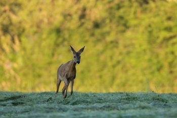 6SerieTN-printemps-Chevreuil
