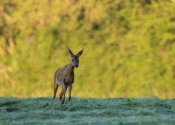6SerieTN-printemps-Chevreuil